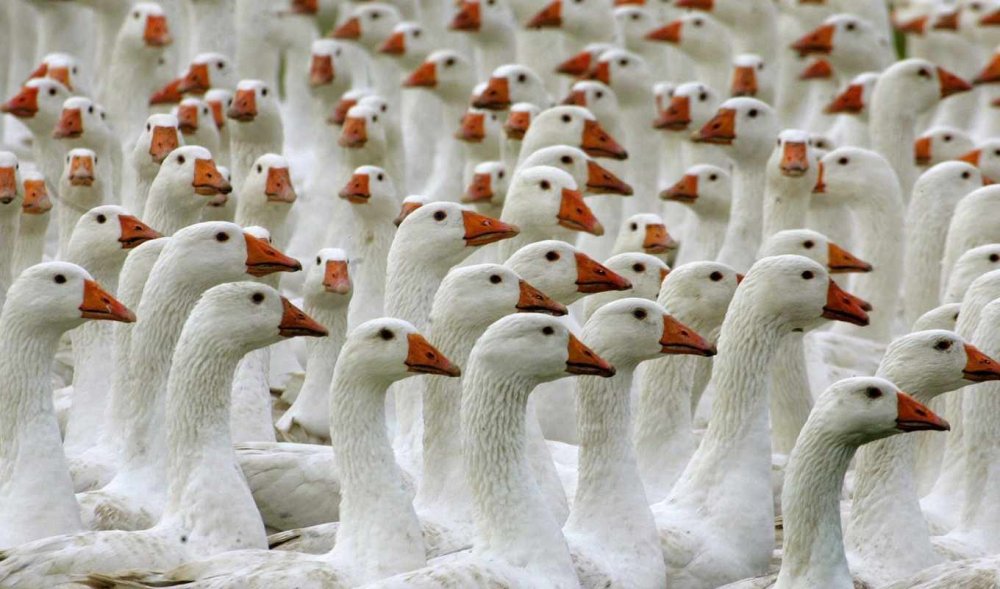 Гусь референс