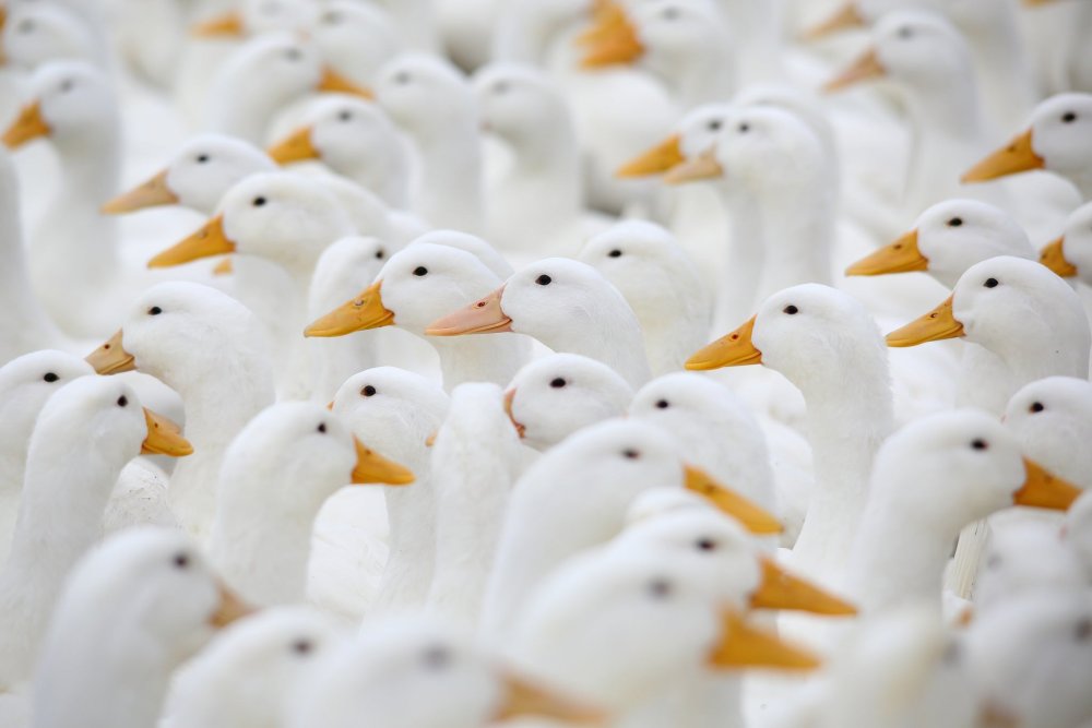 Утята фон милый