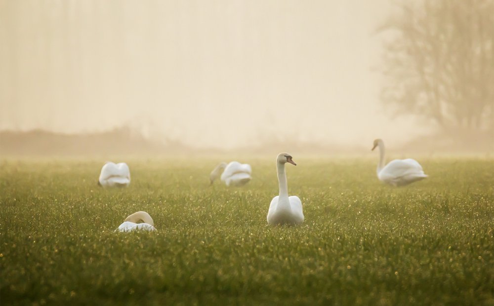 Паттерн резиновые уточки