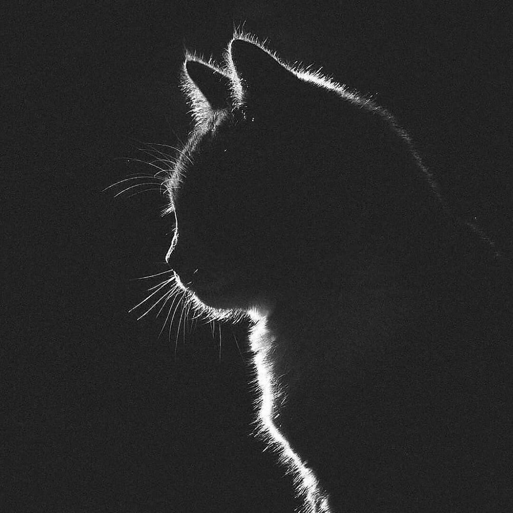Силуэт кота
