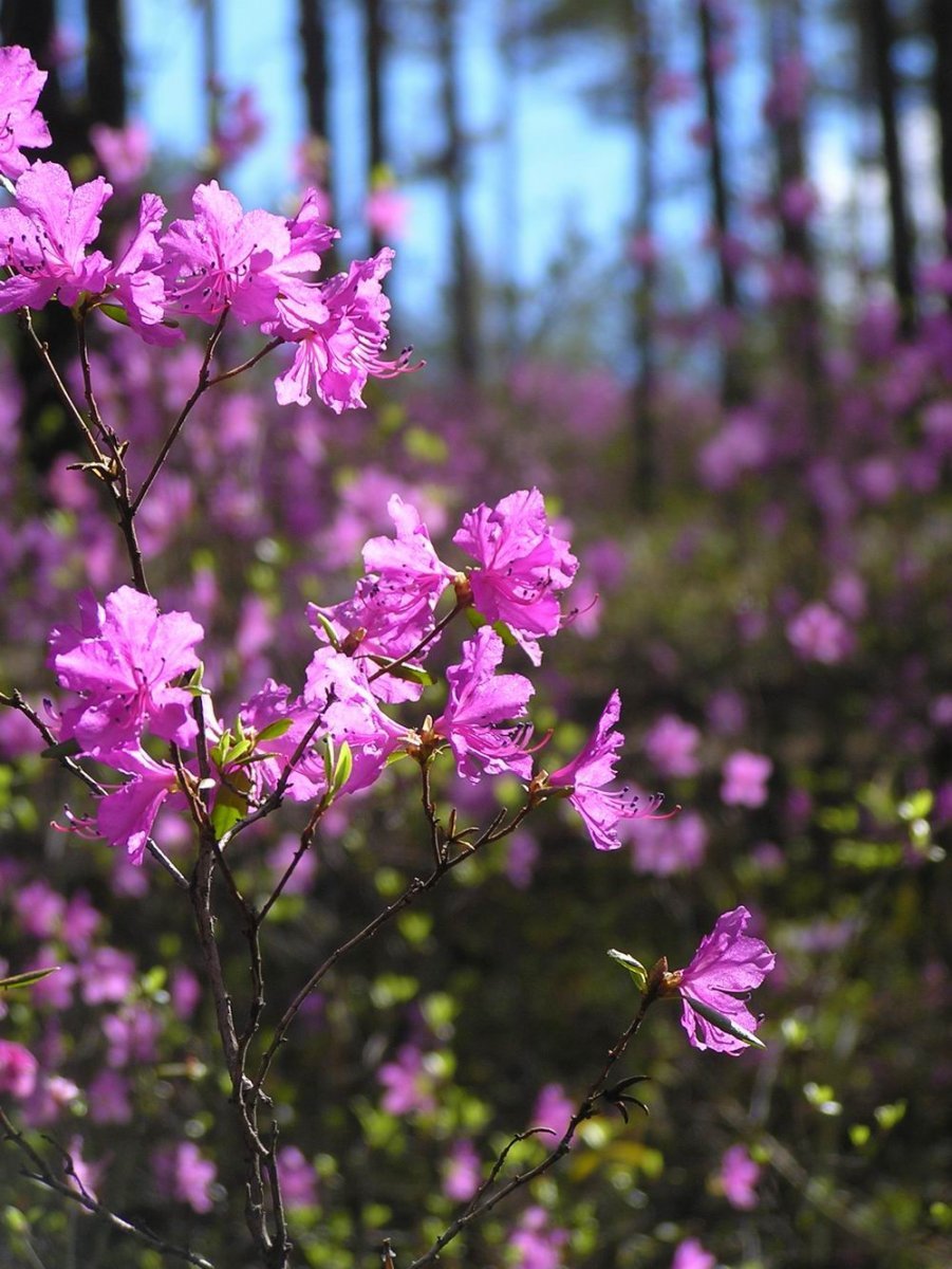 Рододендрон Даурский багульник