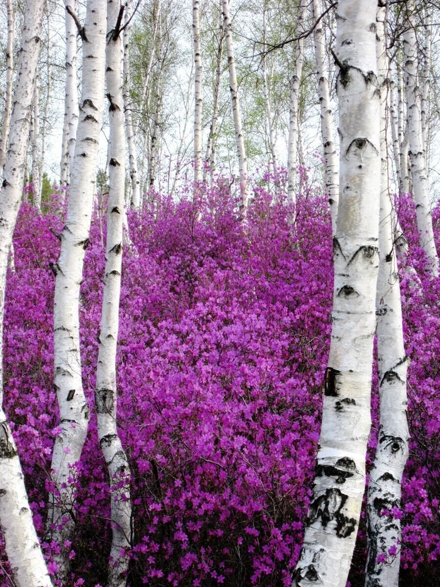 Багульник в Забайкалье