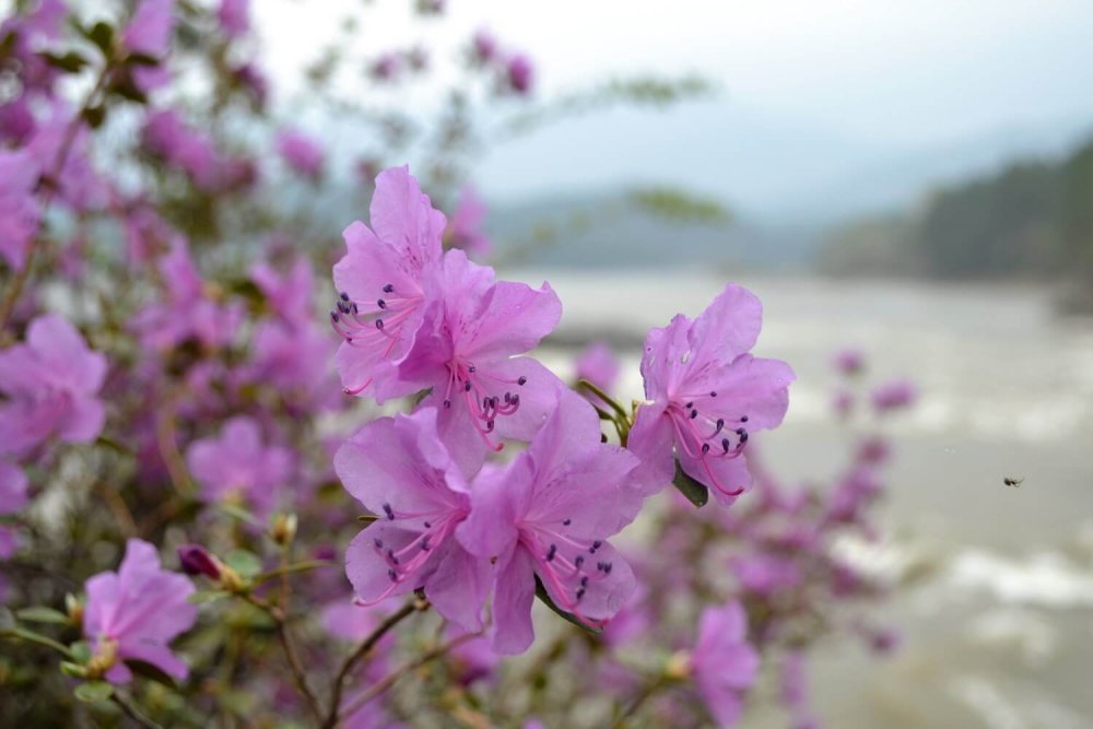 Рододендрон Даурский PNG