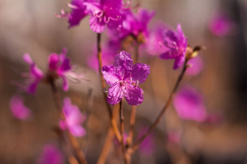 Багульник Сахалинский