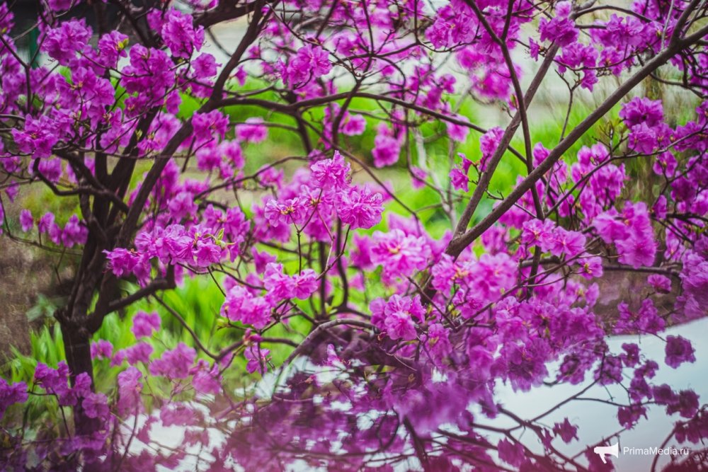 Багульник Владивосток