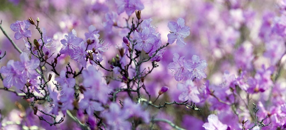 Багульник на 8 марта