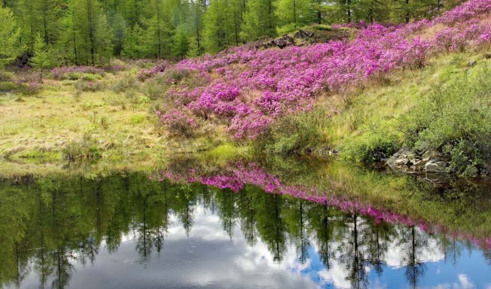 Багульник на сопках Дальний Восток