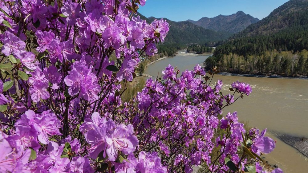Рододендрон Ледебура маральник
