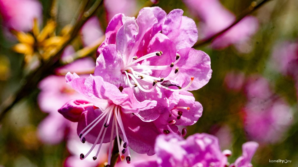 Цветение багульник Дальневосточный