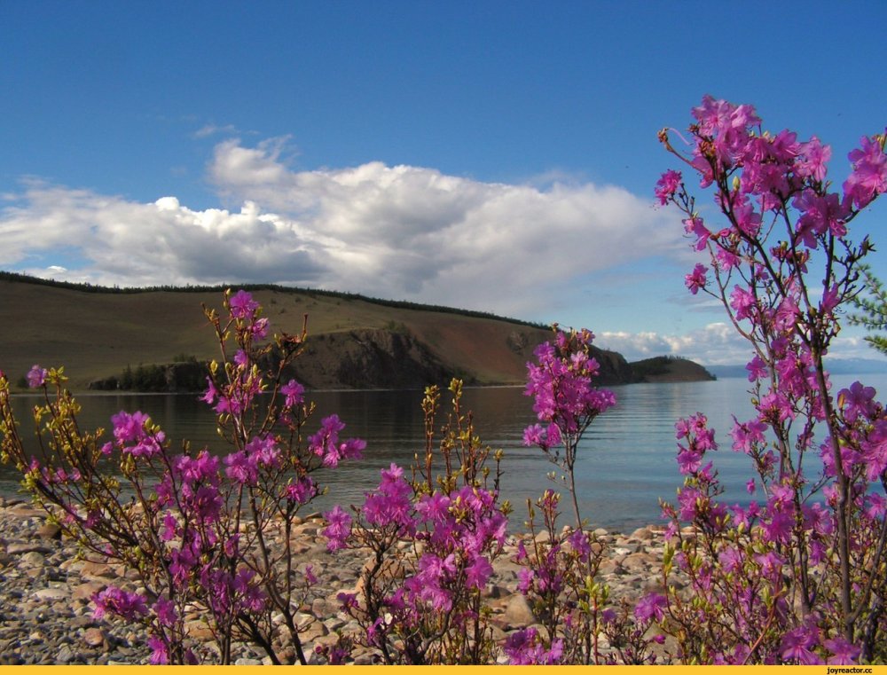 Багульник цветет на Ольхоне