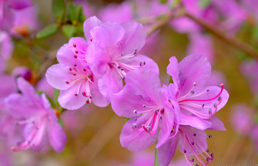 Багульник Алтайский цветок крупным планом