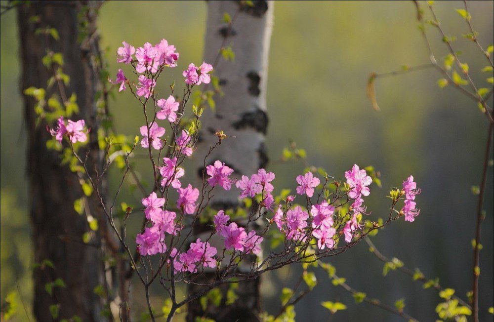 Багульник Забайкальский цветение