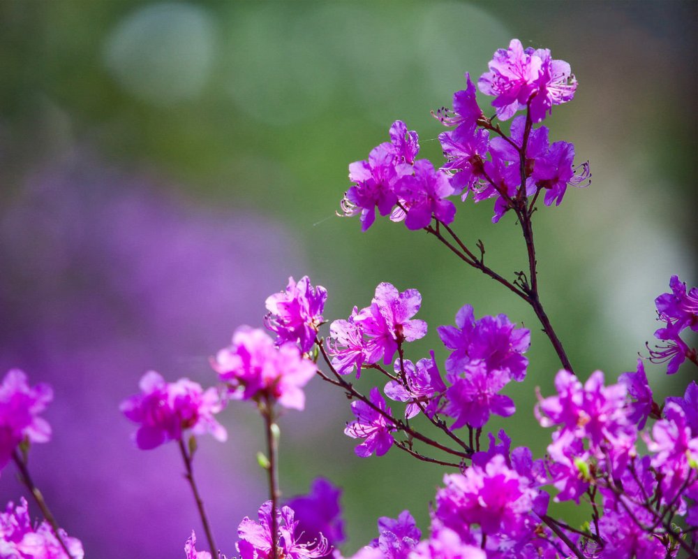 Рододендрон Даурский