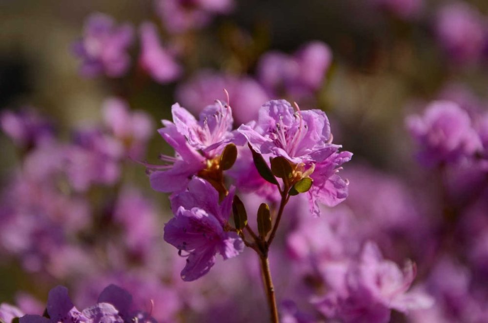 Сиреневые цветы Алтайского края