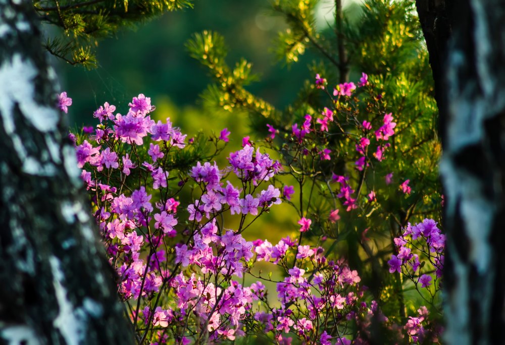 Саянск багульник
