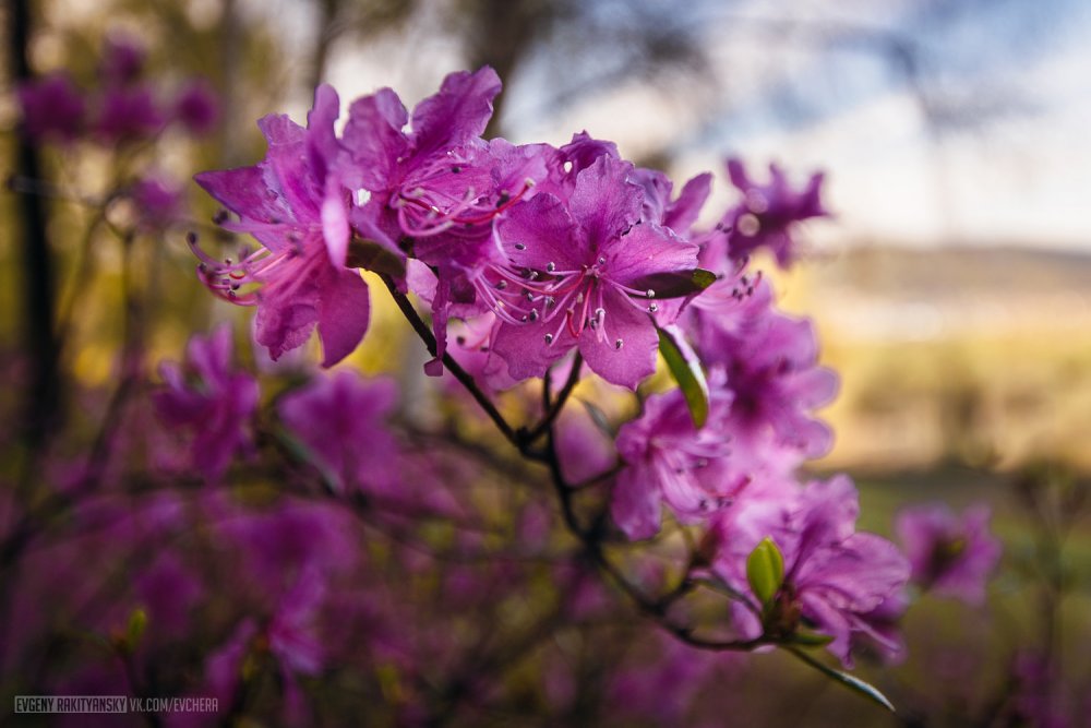 Багульник Сахалин