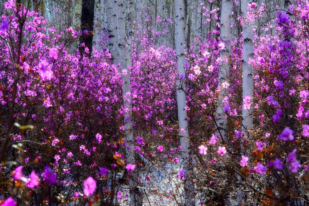 Цветение багульника