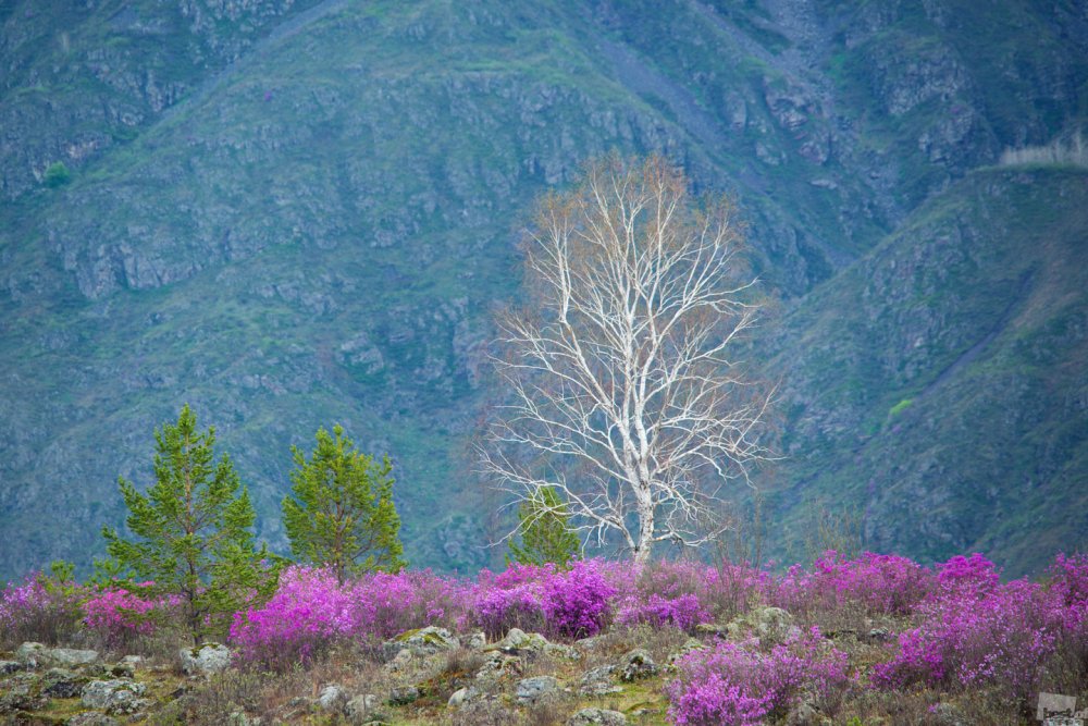 Алтай Катунь цветет маральник