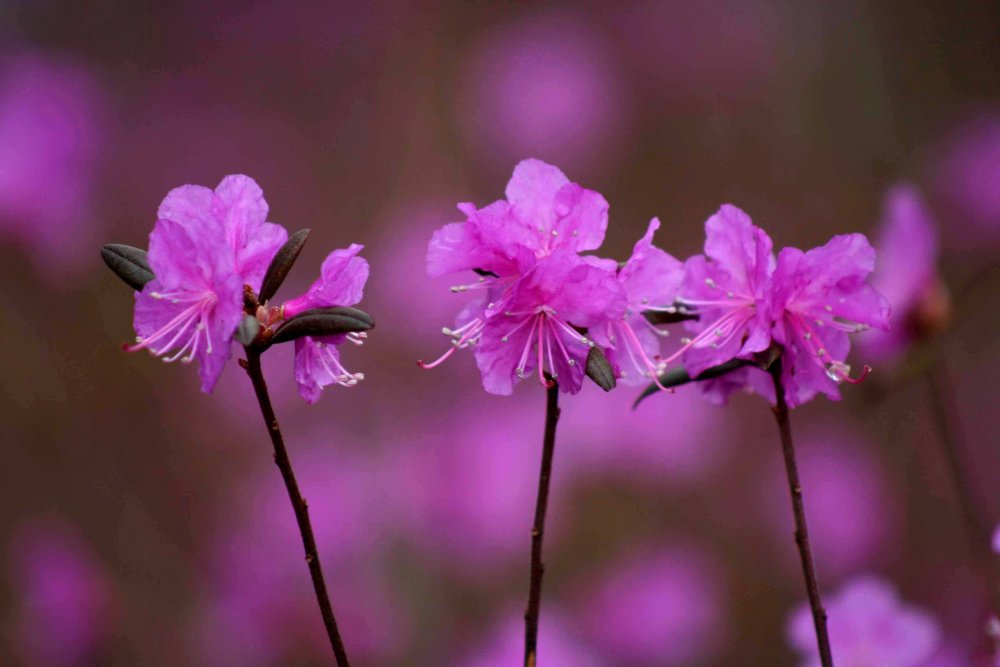 Багульник палитра