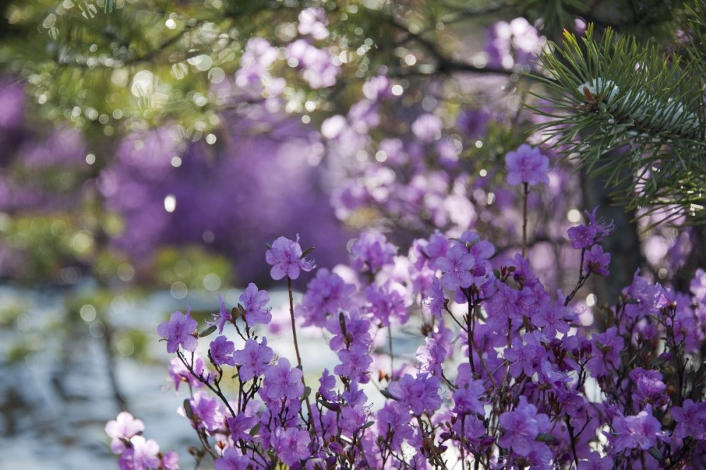 Весна багульник