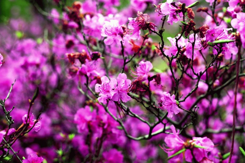 Душистый багульник