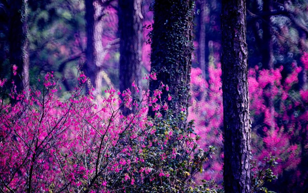 Розовые Лесные цветы