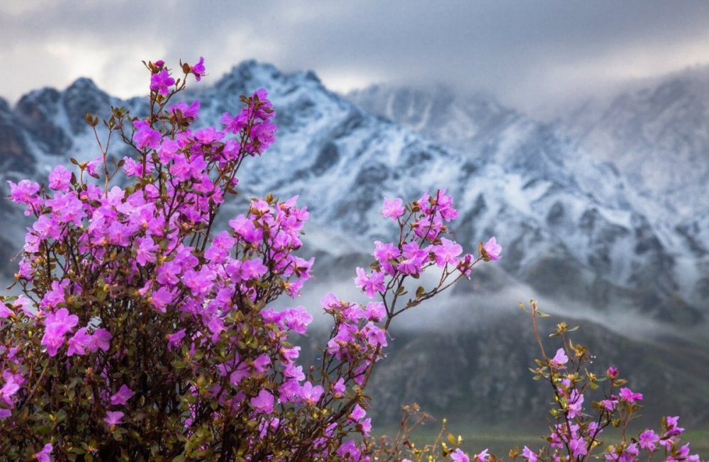Багульник и маральник