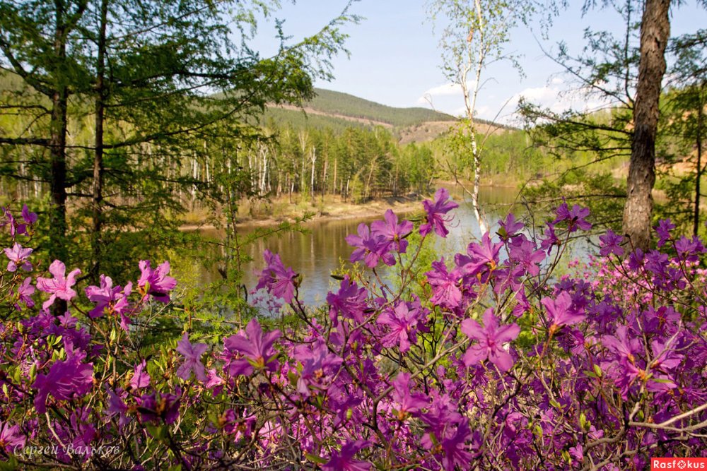 Багульник Забайкальский