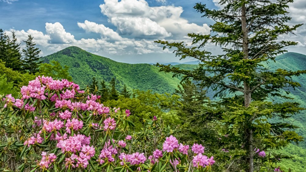 Рододендрон Кузнецкого Алатау