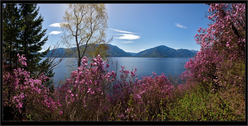 Телецкое озеро багульник