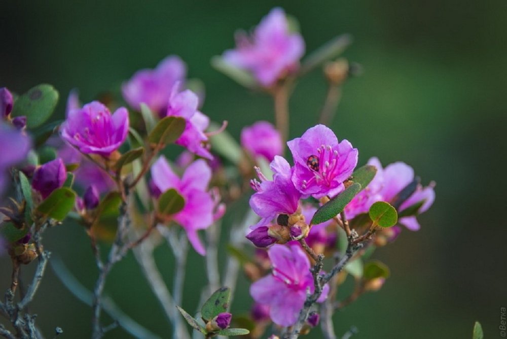 Багульник, маральник рододендрон Даурский
