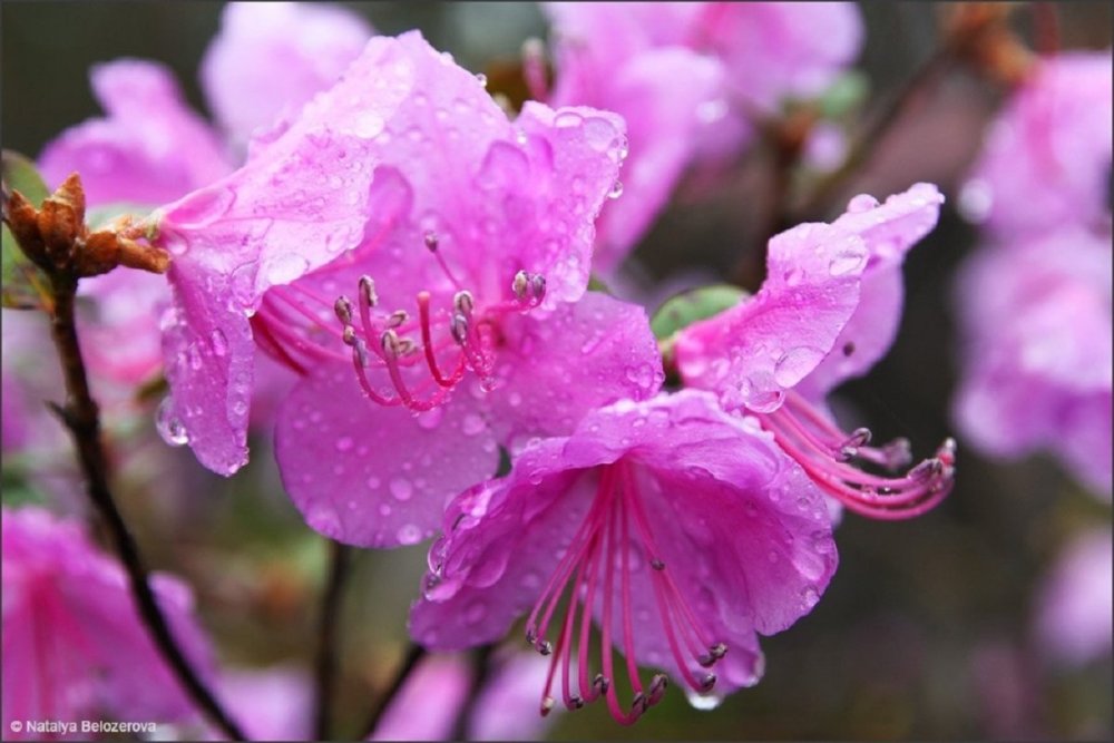 Алтайская Сакура маральник