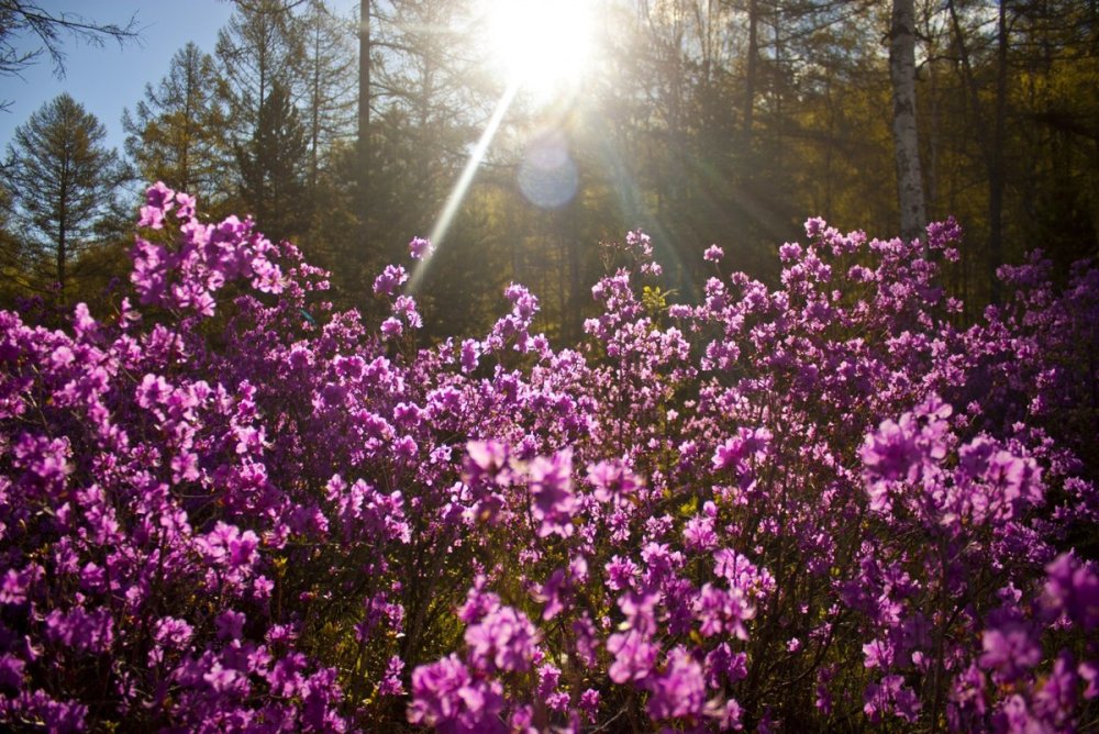 Душистый багульник