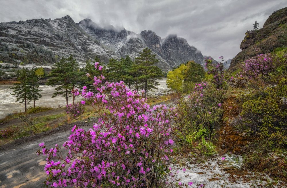 Горный Алтай горы с багульником