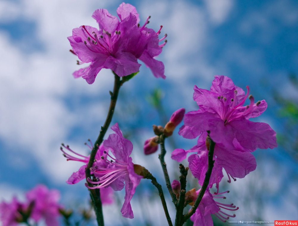 Рододендрон Дальневосточный