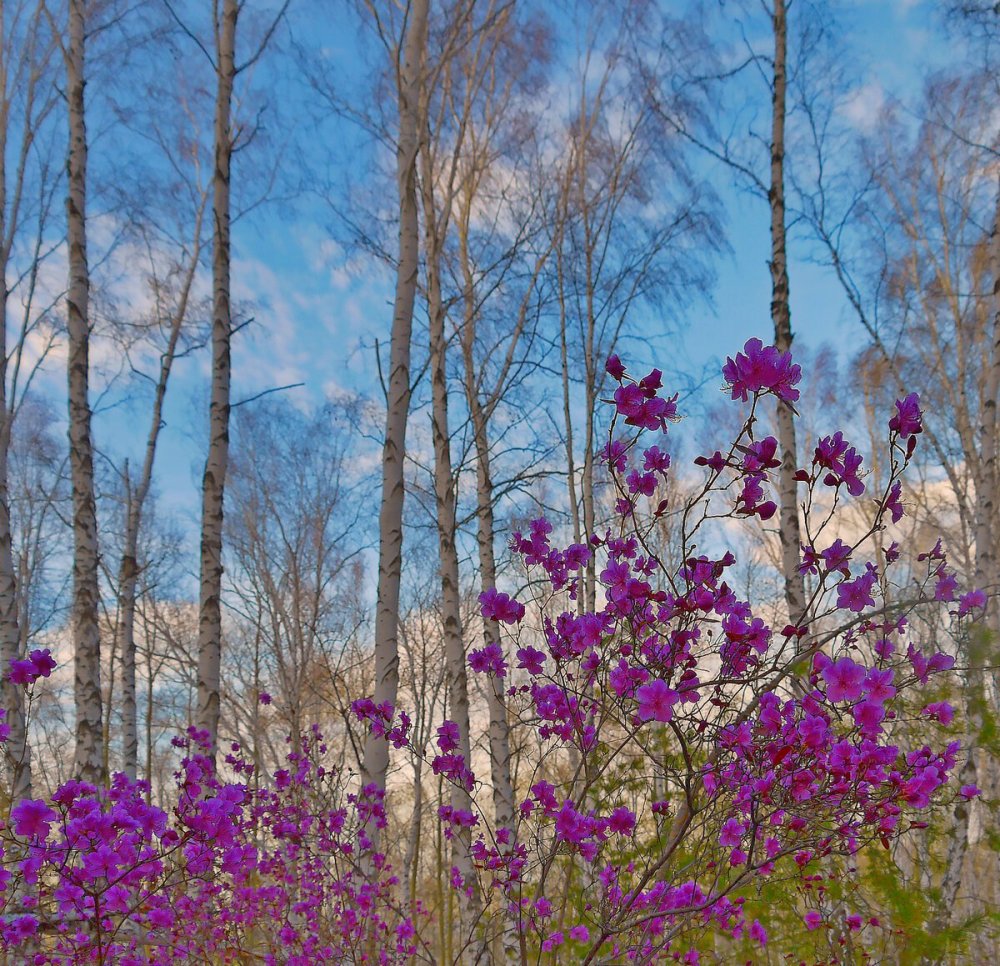 Багульник Иркутск