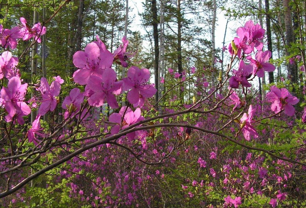 Багульник рододендрон