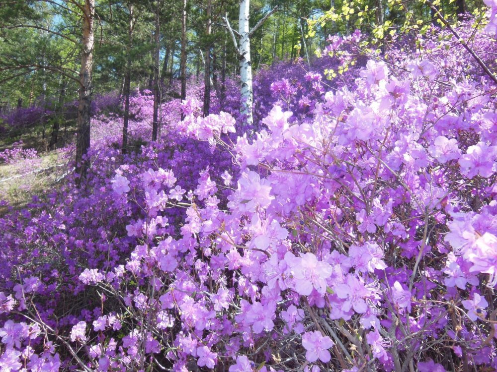Рододендрон Сибирский