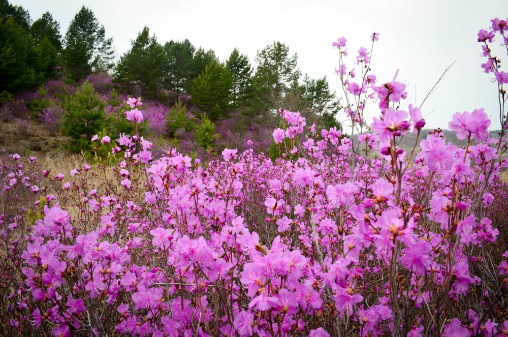Багульник растение в Забайкалье