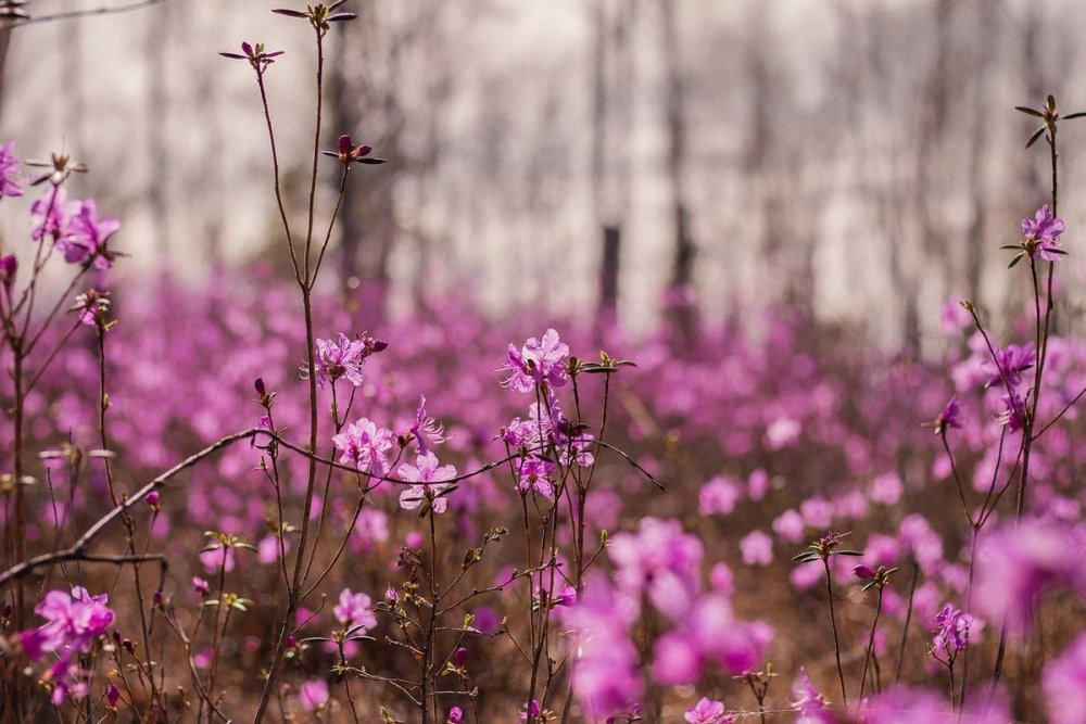 Багульник Иркутск