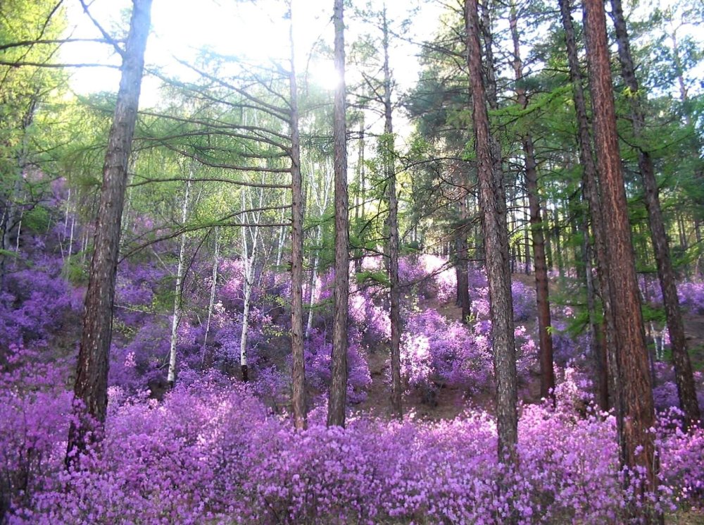 Природа Забайкальского края Чита