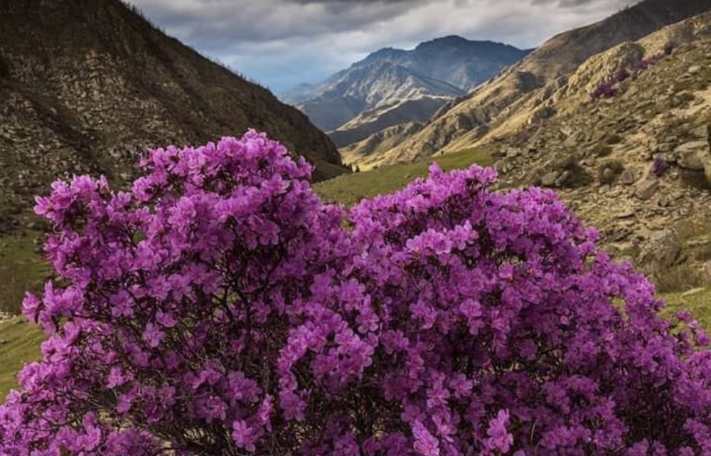 Маральник горный Алтай рододендрон