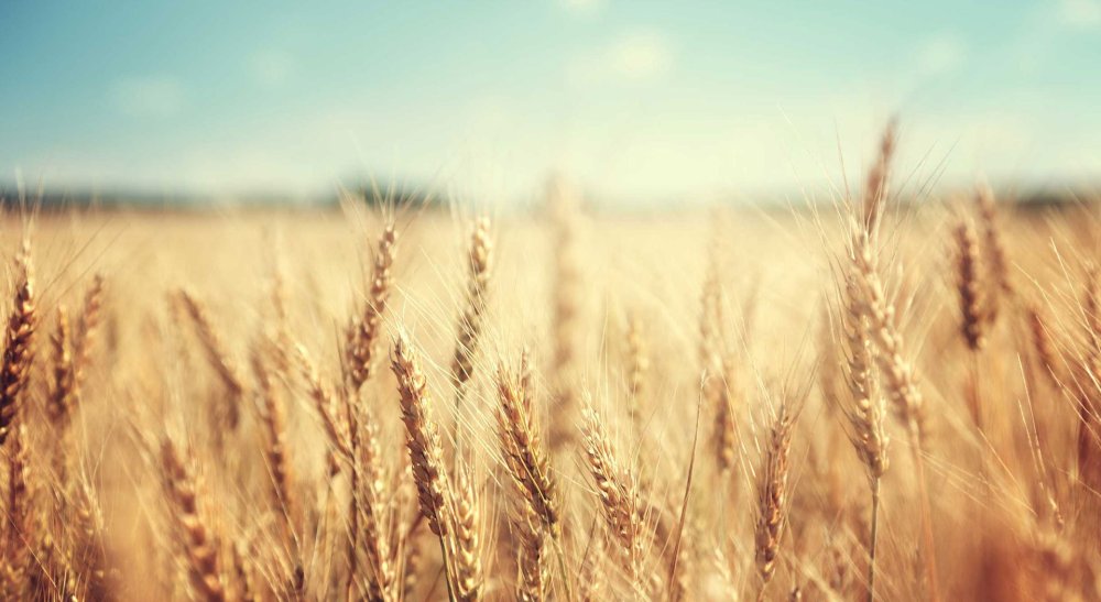 Осень урожай