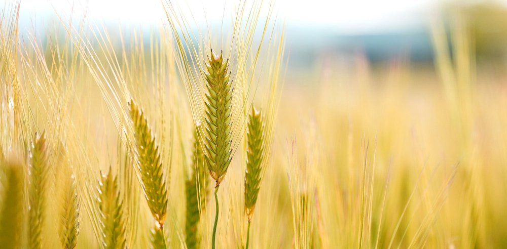 Зеленое поле пшеницы