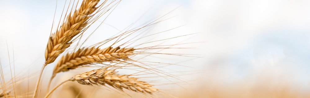 Фон колоски