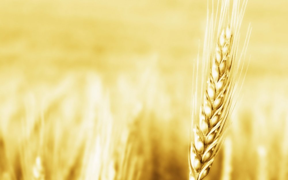 Фон колоски