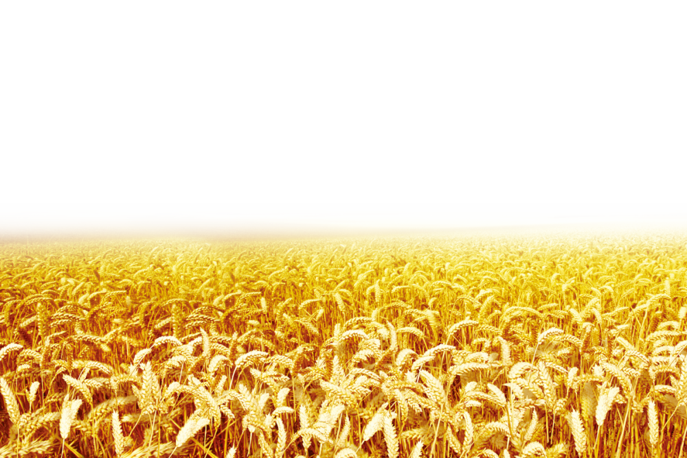 Пшеница картинки