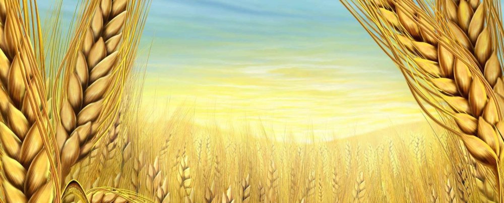 Рамка сельское хозяйство