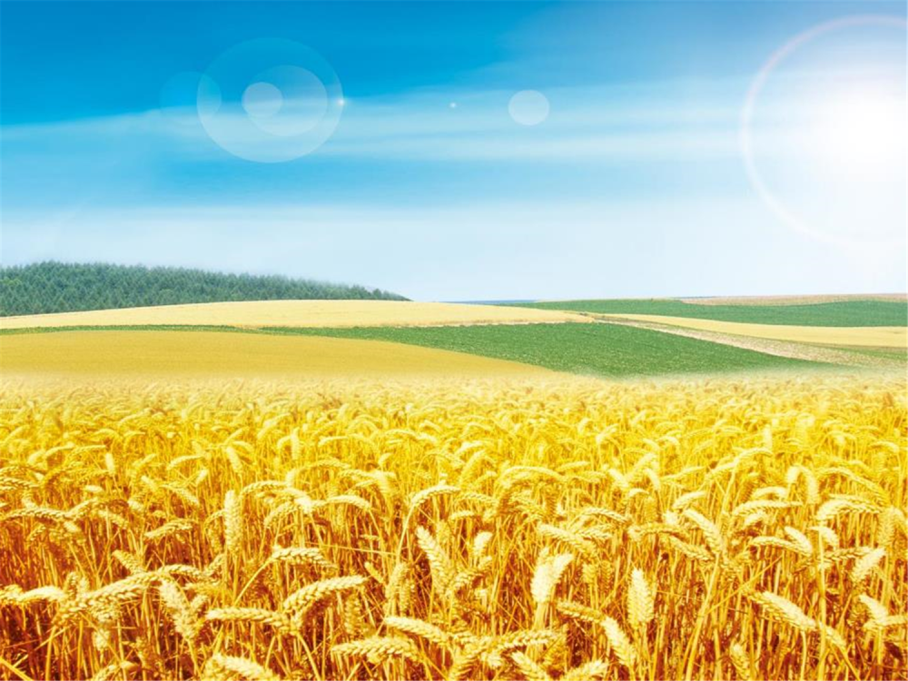 Поле с колосьями