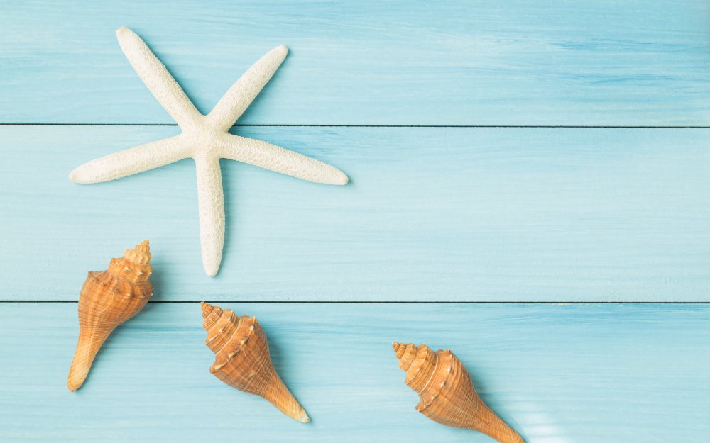 Ракушка на столе